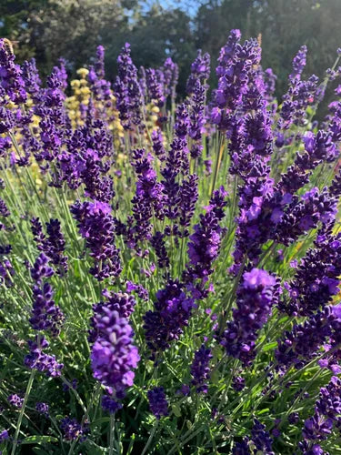 Lavender Angustifolia Hidcote - 1 Litre Pot - Bulk Deal