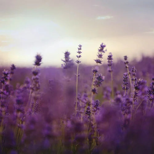 Hidcote Lavender Plants – Lavender World