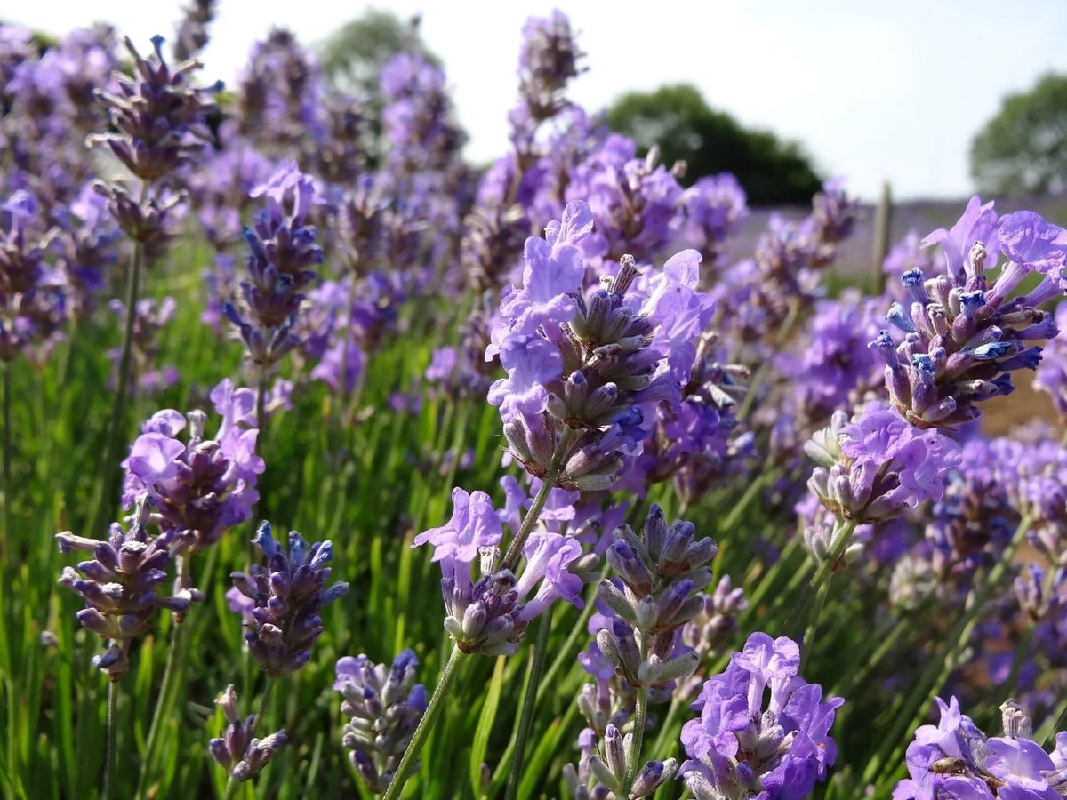 Lavender Angustifolia Little Lady - 9cm pots - 12, 24 or 48 Pack