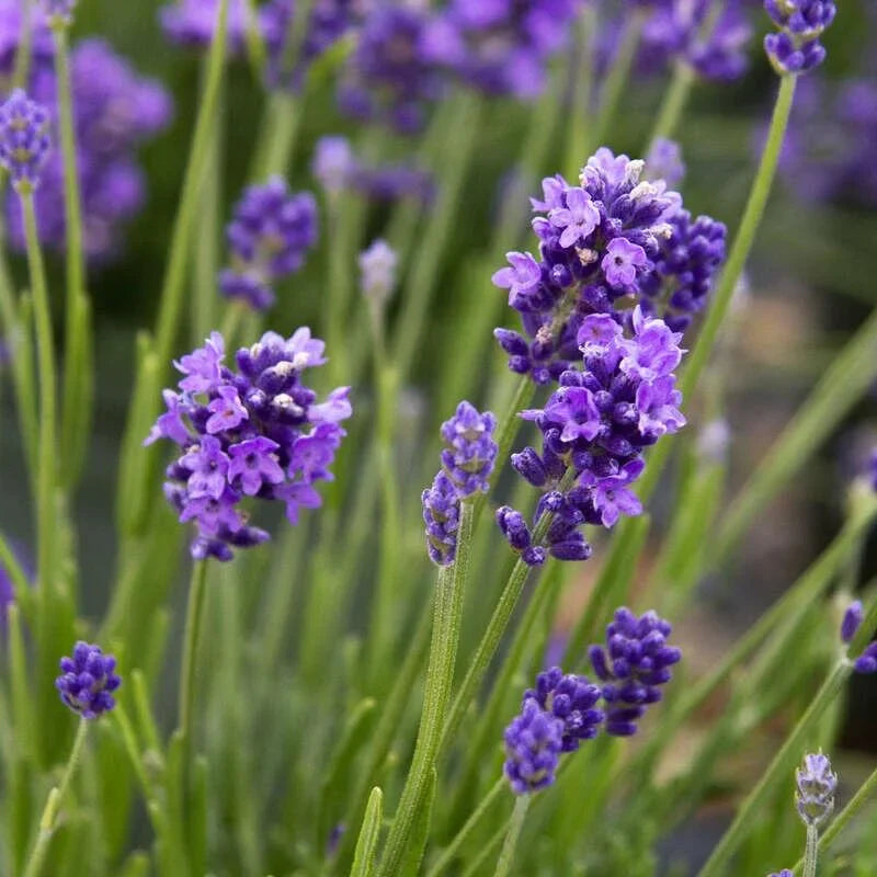 Angustifolia Thumbelina Leigh 9cm pot