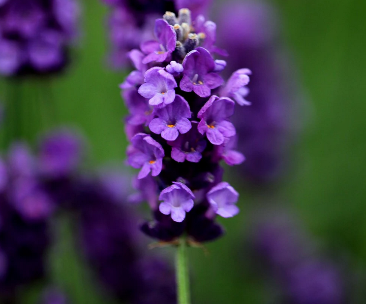 Lavandula angustifolia Imperial Gem pot