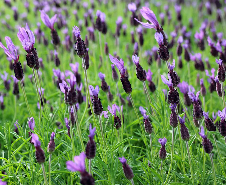 Lavandula pedunculata subsp. pedunculata pot