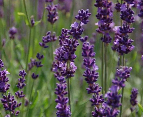 Lavendula intermedia Phenomenal pot
