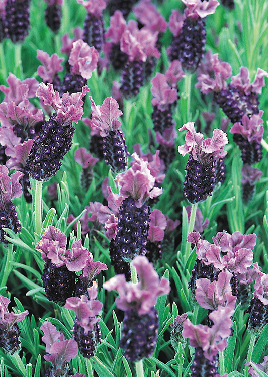 Lavender Stoechas Fathead - 1L pot
