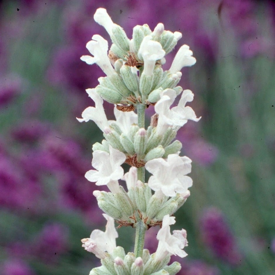 Lavandula angustifolia Arctic Snow 9cm pot Bulk Quanitites