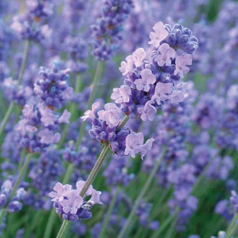 Lavandula angustifolia Melissa Lilac 9cm pot